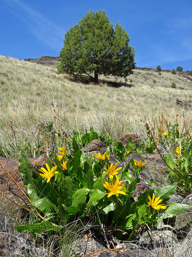 northern mule's-ears (Wyethia amplexicaulis) [Three Forks, Malheur County, Oregon]