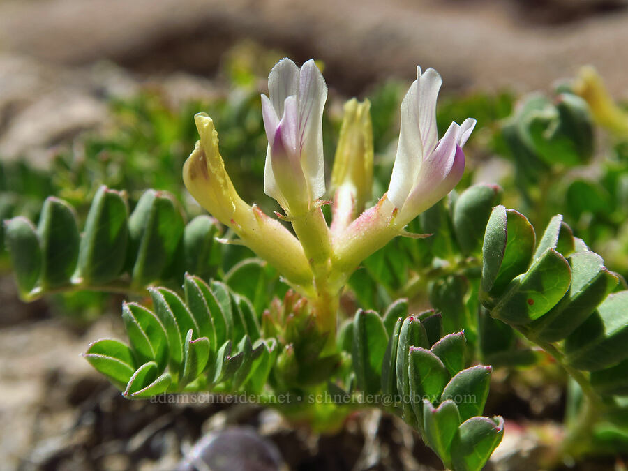 broad-leaf freckled milk-vetch (Astragalus lentiginosus var. chartaceus (Astragalus lentiginosus var. platyphyllidius)) [Three Forks, Malheur County, Oregon]
