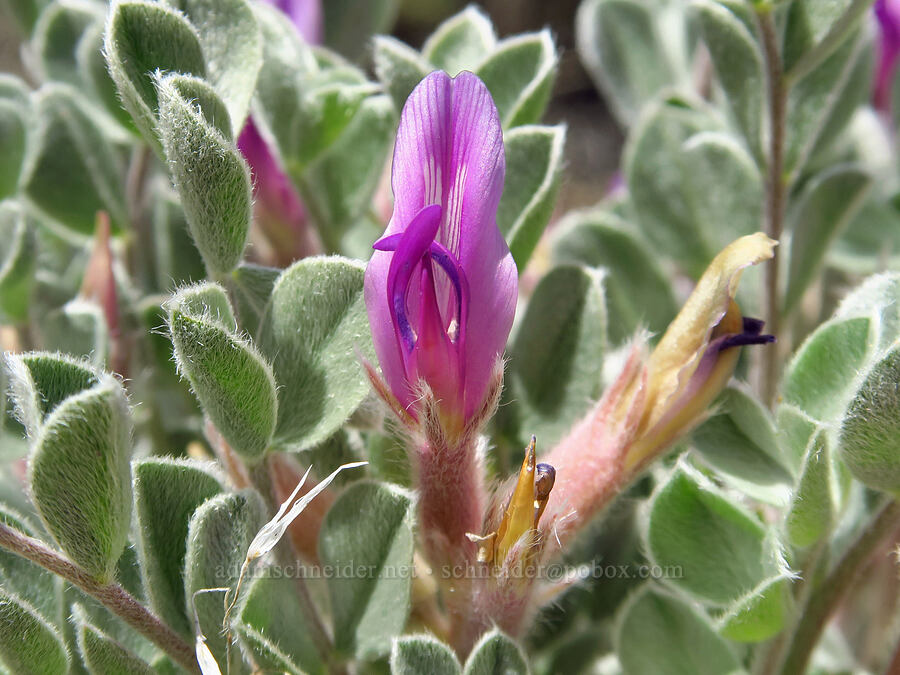 Beaver Dam Mountains milk-vetch (Astragalus newberryi var. castoreus) [Three Forks, Malheur County, Oregon]