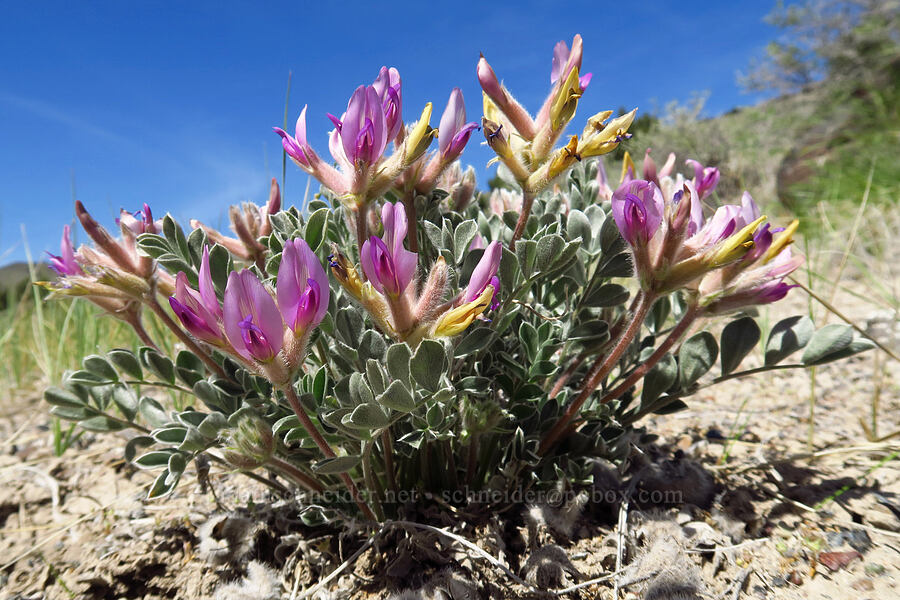 Beaver Dam Mountains milk-vetch (Astragalus newberryi var. castoreus) [Three Forks, Malheur County, Oregon]