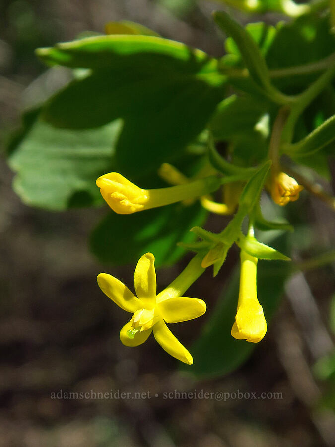 golden currant (Ribes aureum) [Three Forks, Malheur County, Oregon]