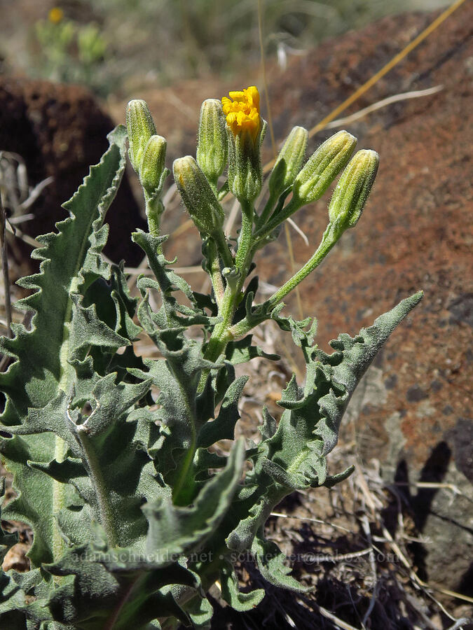 western hawksbeard (Crepis occidentalis) [Three Forks, Malheur County, Oregon]