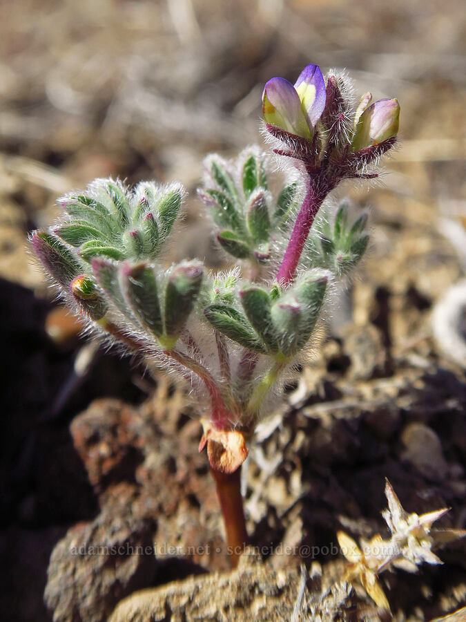 short-stem lupine (Lupinus brevicaulis) [Three Forks, Malheur County, Oregon]