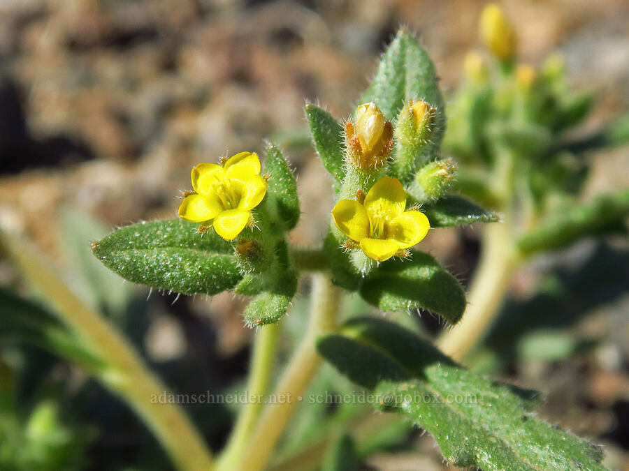 white-stem blazing star (Mentzelia albicaulis) [Three Forks, Malheur County, Oregon]