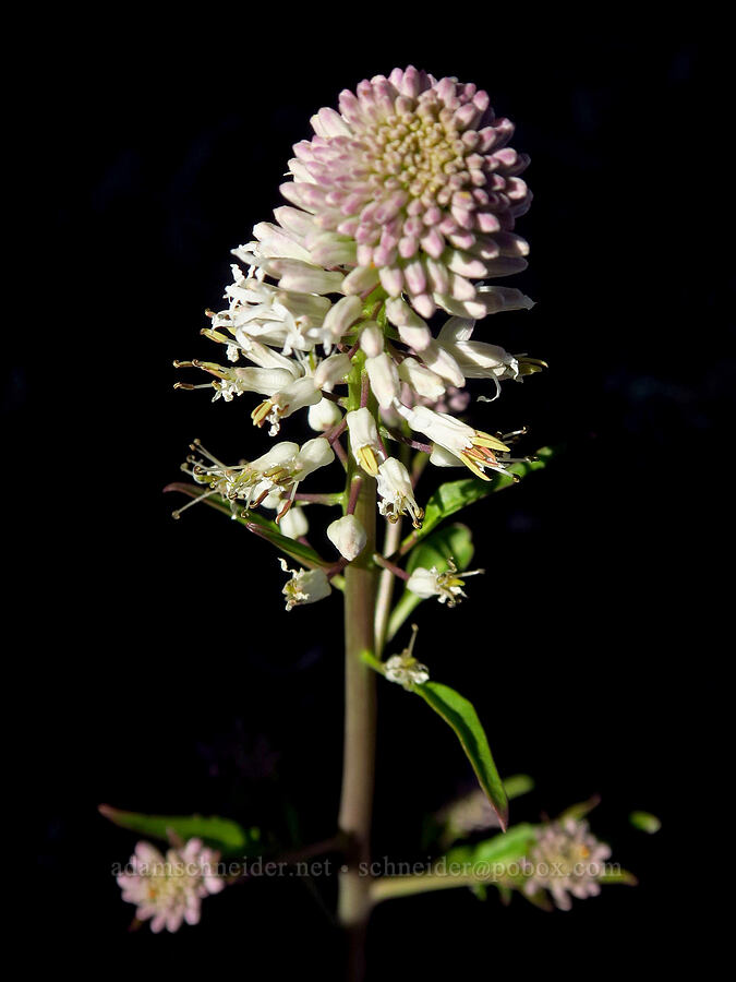 cut-leaf thelypody (Thelypodium laciniatum) [Three Forks, Malheur County, Oregon]