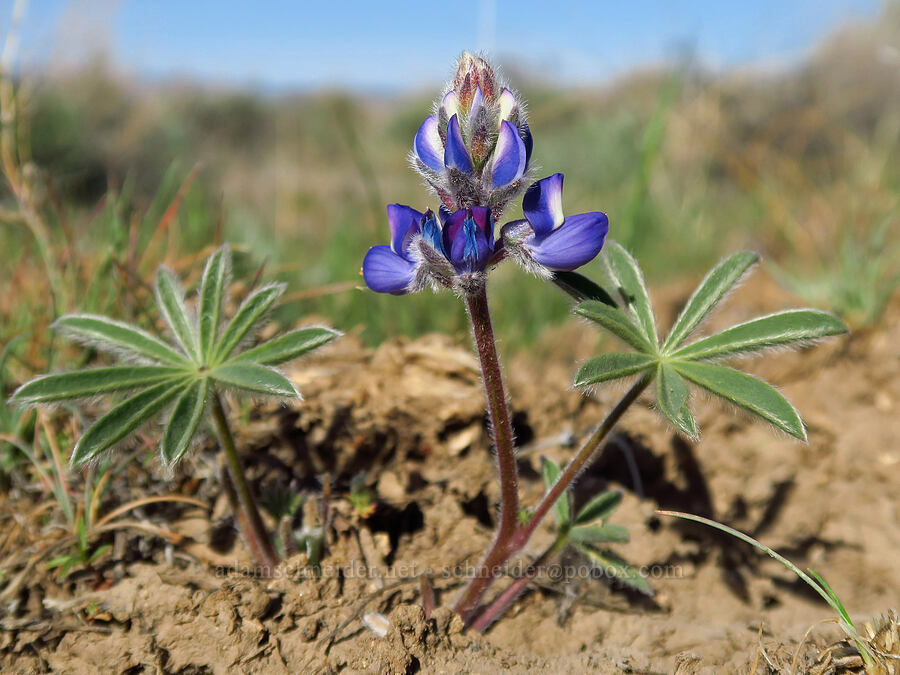 rock lupine (Lupinus saxosus (Lupinus polyphyllus var. saxosus)) [Fenwick Ranch Road, Malheur County, Oregon]