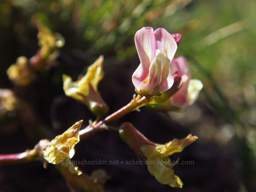 Trout Creek milk-vetch (Astragalus salmonis) [Fenwick Ranch Road, Malheur County, Oregon]