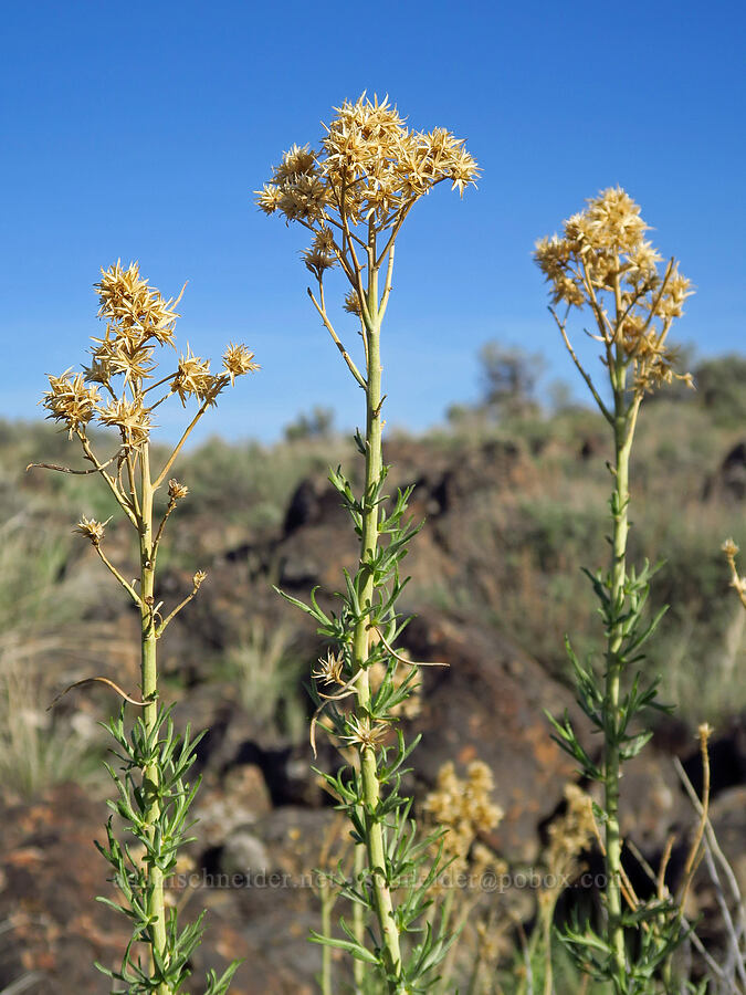 rabbit-brush? (Ericameria sp.) [Fenwick Ranch Road, Malheur County, Oregon]