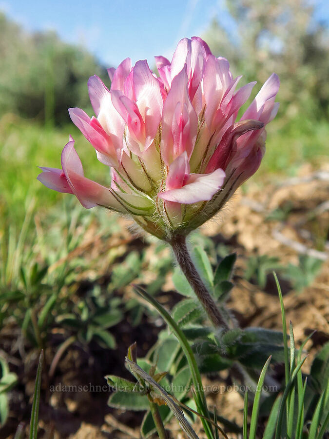 big-head clover (Trifolium macrocephalum) [Fenwick Ranch Road, Malheur County, Oregon]