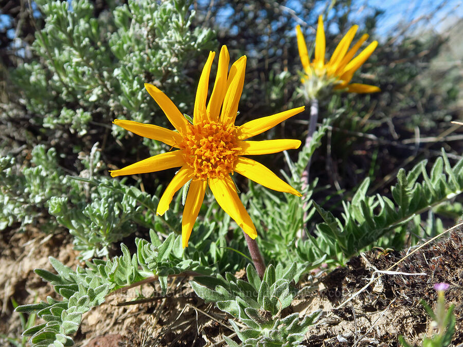Hooker's balsamroot (Balsamorhiza hookeri) [Fenwick Ranch Road, Malheur County, Oregon]