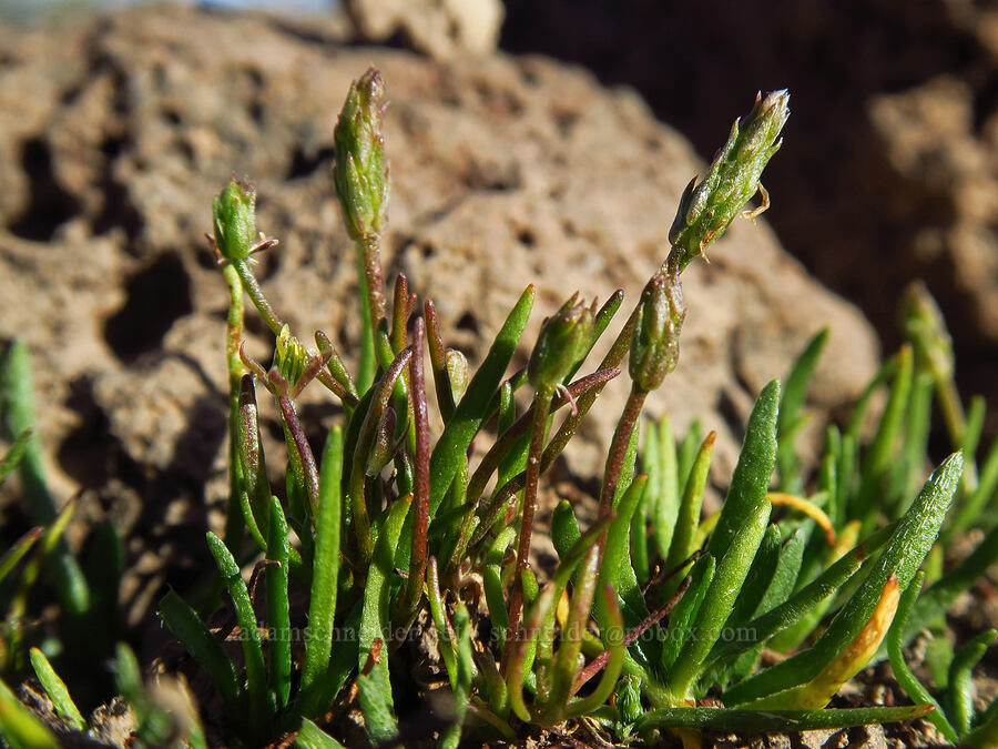 bristly mouse-tail (Myosurus apetalus) [Fenwick Ranch Road, Malheur County, Oregon]
