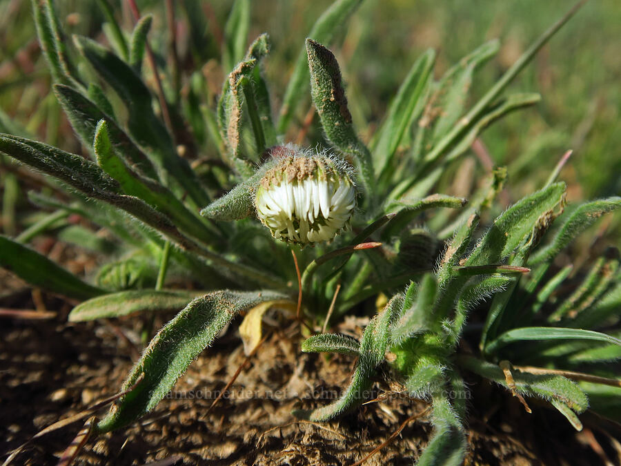 shaggy fleabane (Erigeron pumilus var. intermedius) [Fenwick Ranch Road, Malheur County, Oregon]