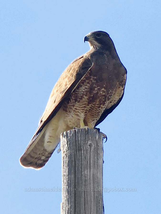 Swainson's hawk (Buteo swainsoni) [Fenwick Ranch Road, Malheur County, Oregon]