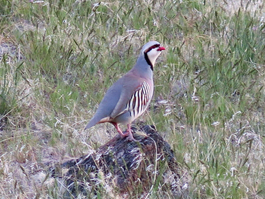 chukar (Alectoris chukar) [Succor Creek Road, Malheur County, Oregon]