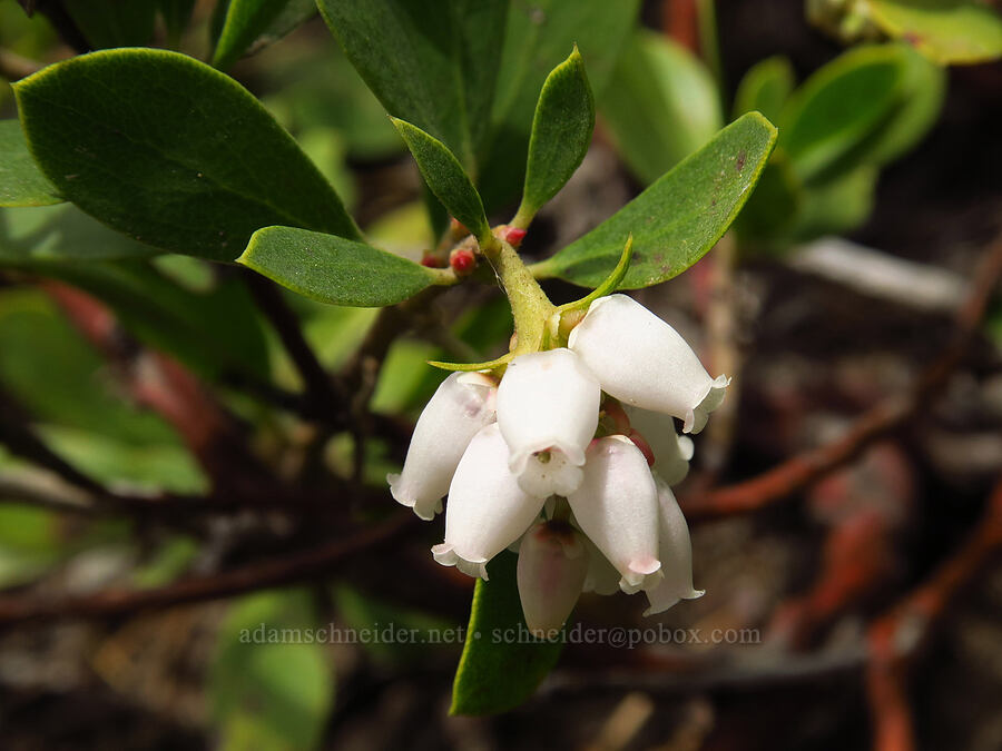 pine-mat manzanita flowers (Arctostaphylos nevadensis) [Clear Creek Overlook, Okanogan-Wenatchee National Forest, Yakima County, Washington]