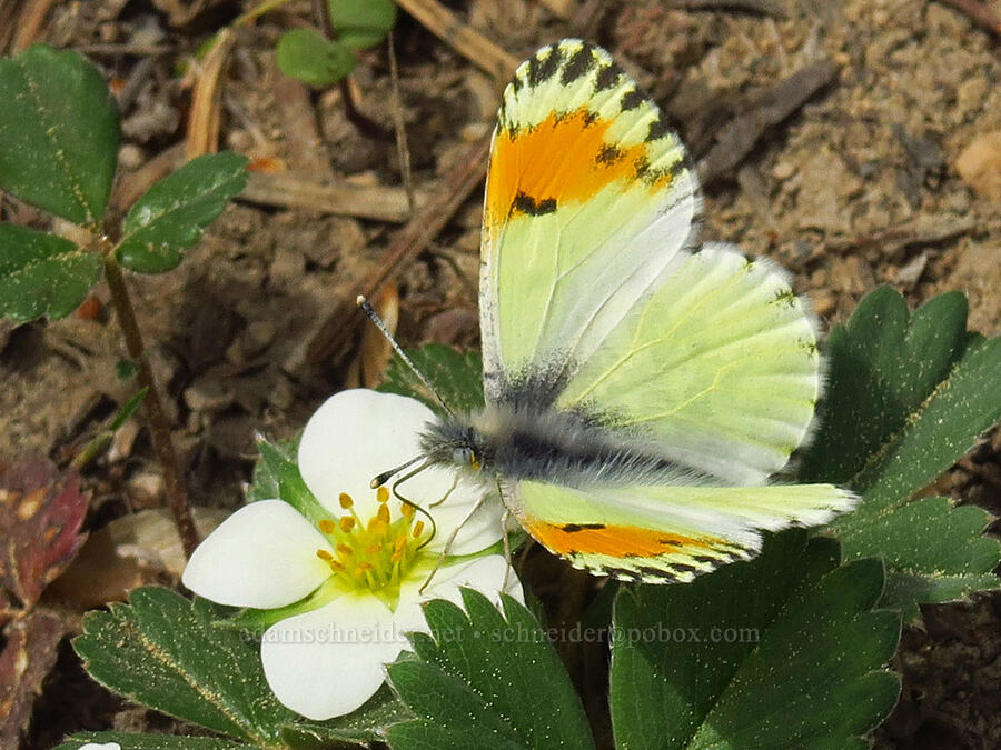Julia orange-tip butterfly on a strawberry flower (Anthocharis julia (Anthocharis sara), Fragaria virginiana) [Forest Road 1300-480, Okanogan-Wenatchee National Forest, Yakima County, Washington]
