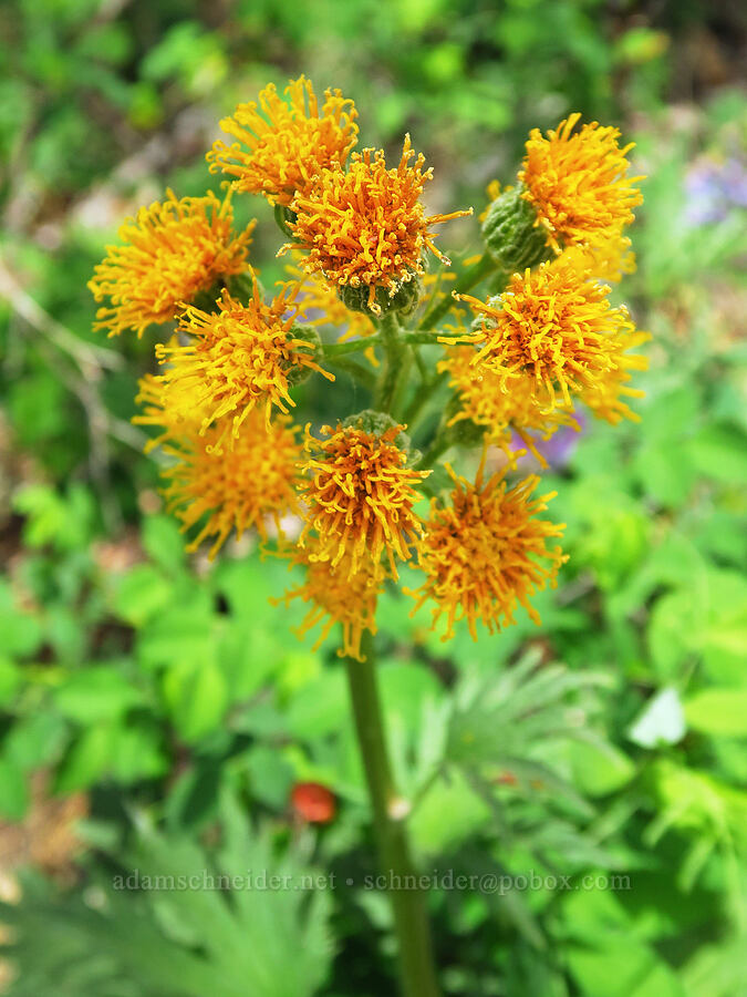 silver-crown luina (Cacaliopsis nardosmia (Cacalia nardosmia)) [Rimrock Lake, Okanogan-Wenatchee National Forest, Yakima County, Washington]