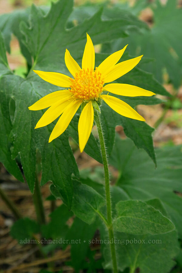 heart-leaf arnica & silvercrown leaves (Arnica cordifolia, Cacaliopsis nardosmia (Cacalia nardosmia)) [Rimrock Lake, Okanogan-Wenatchee National Forest, Yakima County, Washington]