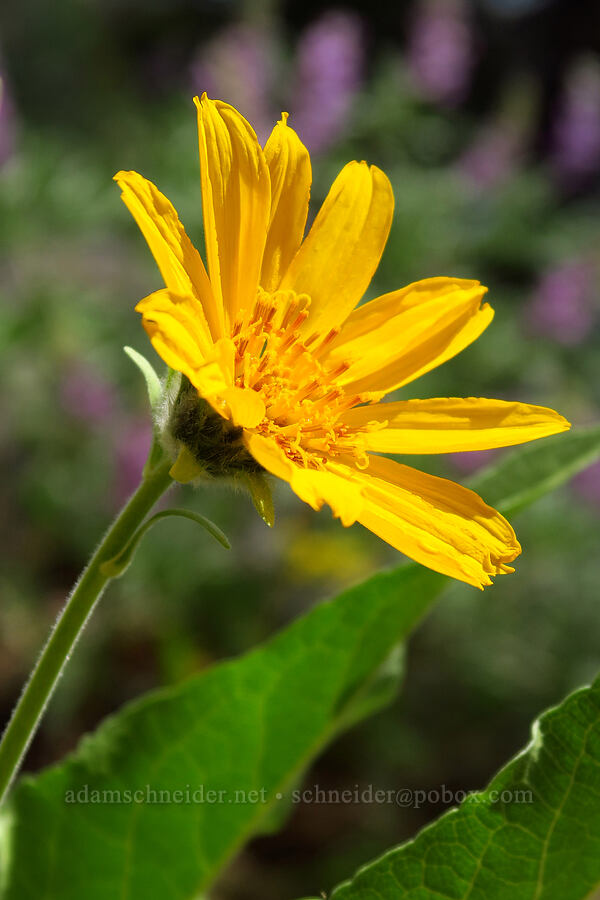 balsamroot (Balsamorhiza sp.) [Rimrock Lake, Okanogan-Wenatchee National Forest, Yakima County, Washington]