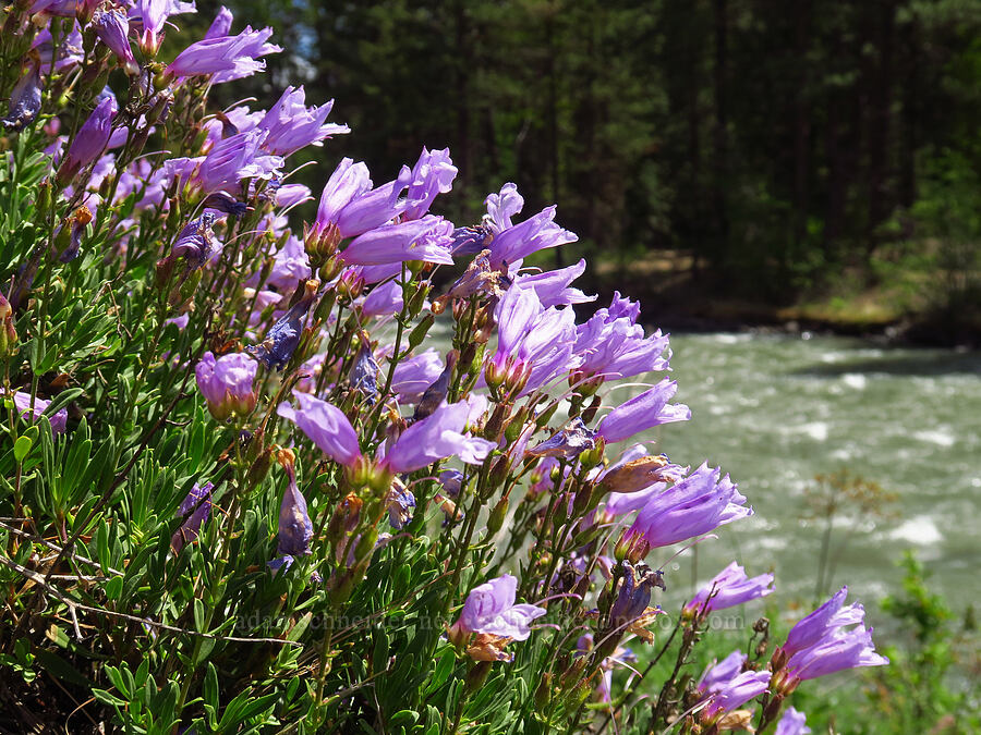 shrubby penstemon (Penstemon fruticosus) [U.S. Highway 12, Okanogan-Wenatchee National Forest, Yakima County, Washington]