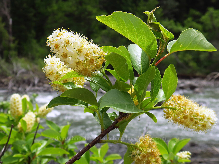 chokecherry flowers (Prunus virginiana) [U.S. Highway 12, Okanogan-Wenatchee National Forest, Yakima County, Washington]