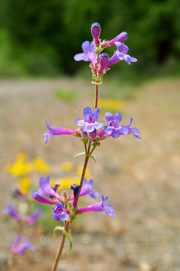 penstemon (Penstemon sp.) [Bear Canyon Trail, Oak Creek Wildlife Area, Yakima County, Washington]