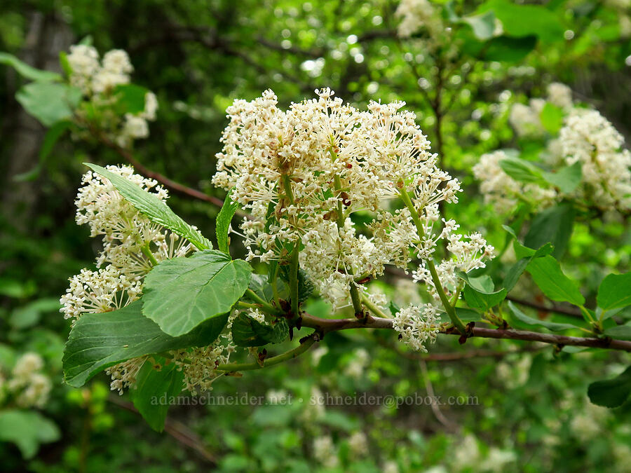 red-stem ceanothus (Ceanothus sanguineus) [Bear Canyon Trail, Oak Creek Wildlife Area, Yakima County, Washington]