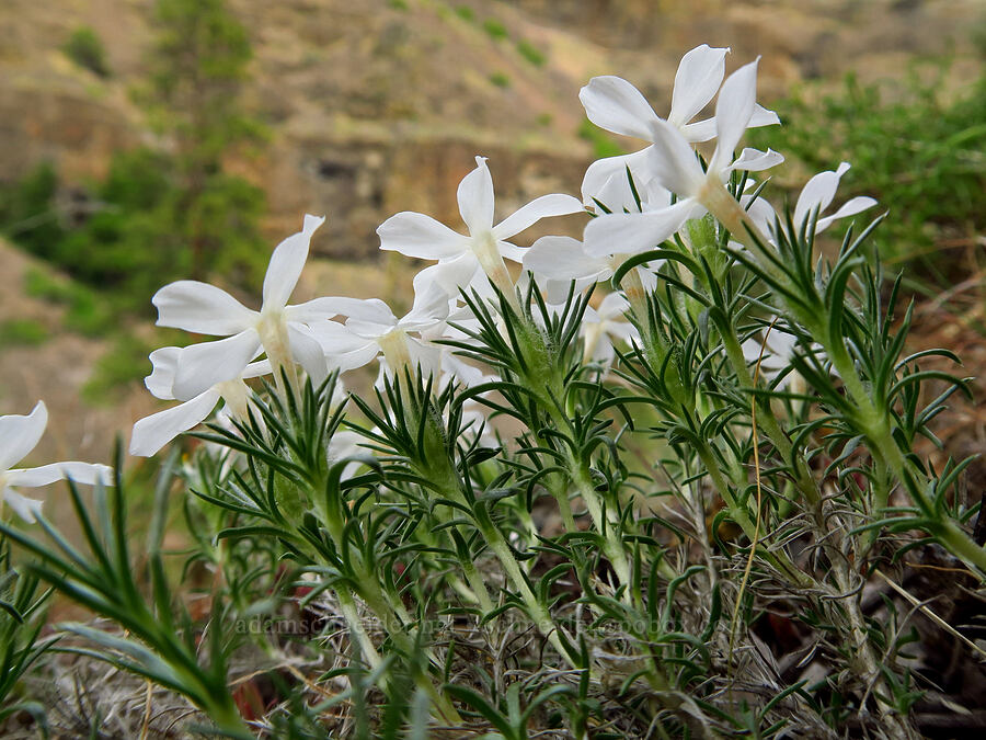 Hood's/spiny phlox (Phlox hoodii) [Bear Canyon, Okanogan-Wenatchee National Forest, Yakima County, Washington]