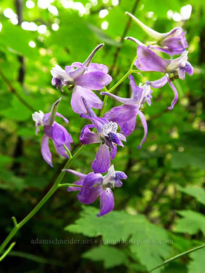 upland larkspur (Delphinium nuttallianum) [Bear Canyon, Okanogan-Wenatchee National Forest, Yakima County, Washington]