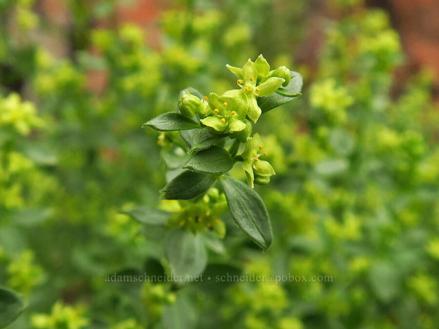 intermountain bedstraw (Galium serpenticum (Galium multiflorum)) [Bear Canyon, Okanogan-Wenatchee National Forest, Yakima County, Washington]
