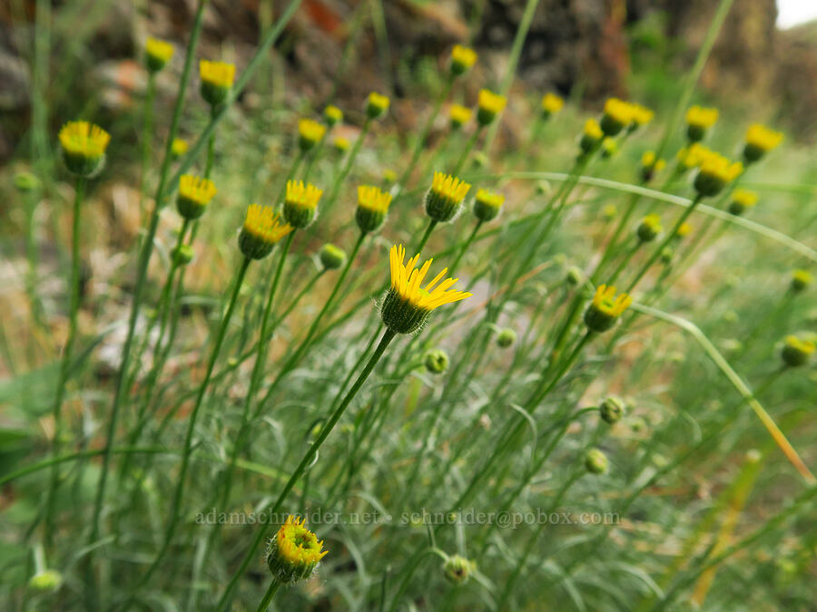 desert yellow fleabane (Erigeron linearis) [Bear Canyon, Okanogan-Wenatchee National Forest, Yakima County, Washington]