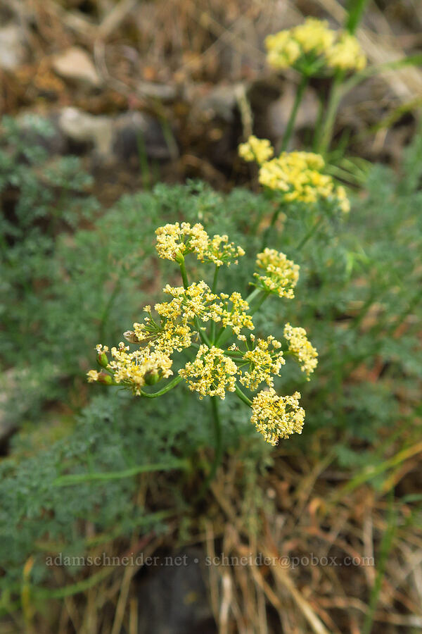 pungent desert parsley (Lomatium papilioniferum (Lomatium grayi)) [Bear Canyon, Okanogan-Wenatchee National Forest, Yakima County, Washington]