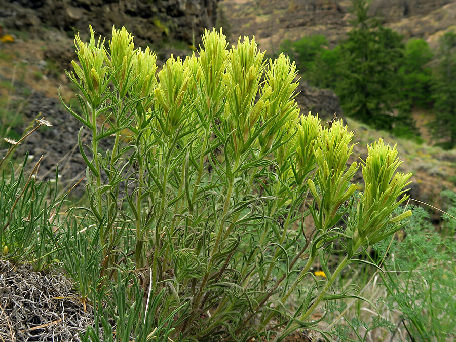 Thompson's paintbrush (Castilleja thompsonii) [Bear Canyon, Okanogan-Wenatchee National Forest, Yakima County, Washington]