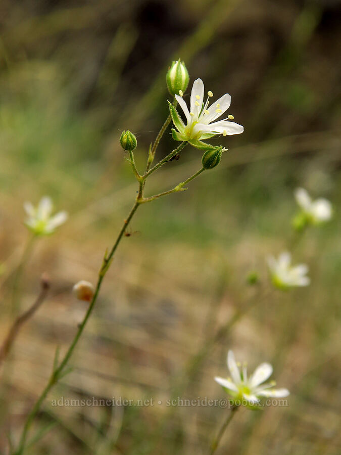 slender sandwort (Eremogone capillaris (Arenaria capillaris)) [Bear Canyon, Okanogan-Wenatchee National Forest, Yakima County, Washington]