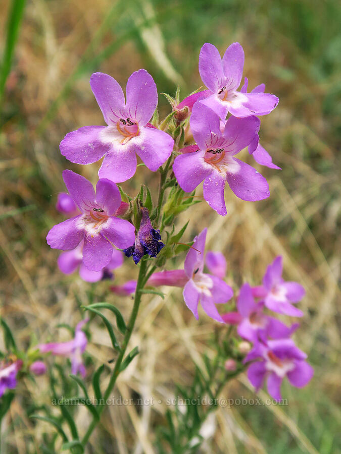 Gairdner's penstemon (Penstemon gairdneri var. gairdneri) [Bear Canyon, Okanogan-Wenatchee National Forest, Yakima County, Washington]