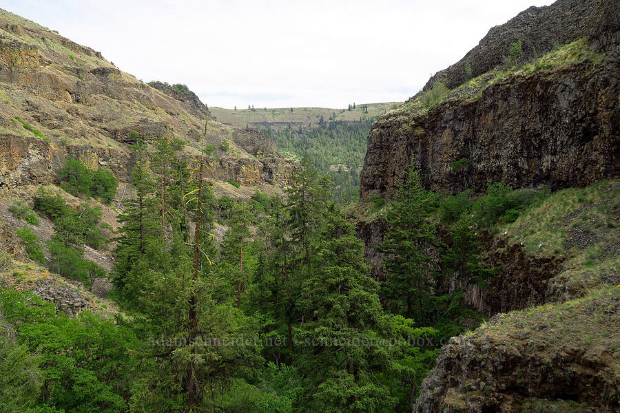 Bear Canyon [Bear Canyon, Okanogan-Wenatchee National Forest, Yakima County, Washington]