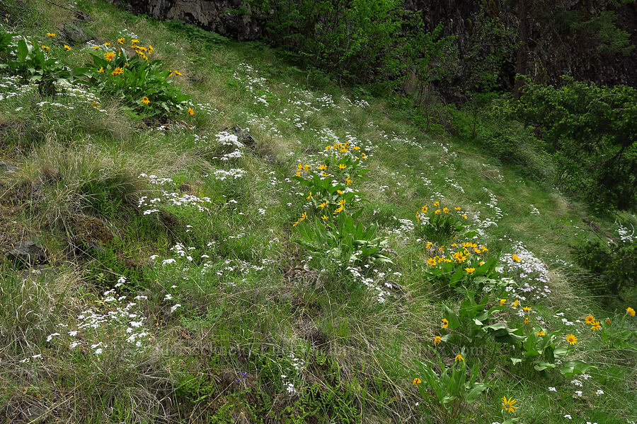 balsamroot & phlox (Balsamorhiza sp., Phlox speciosa) [Bear Canyon, Okanogan-Wenatchee National Forest, Yakima County, Washington]