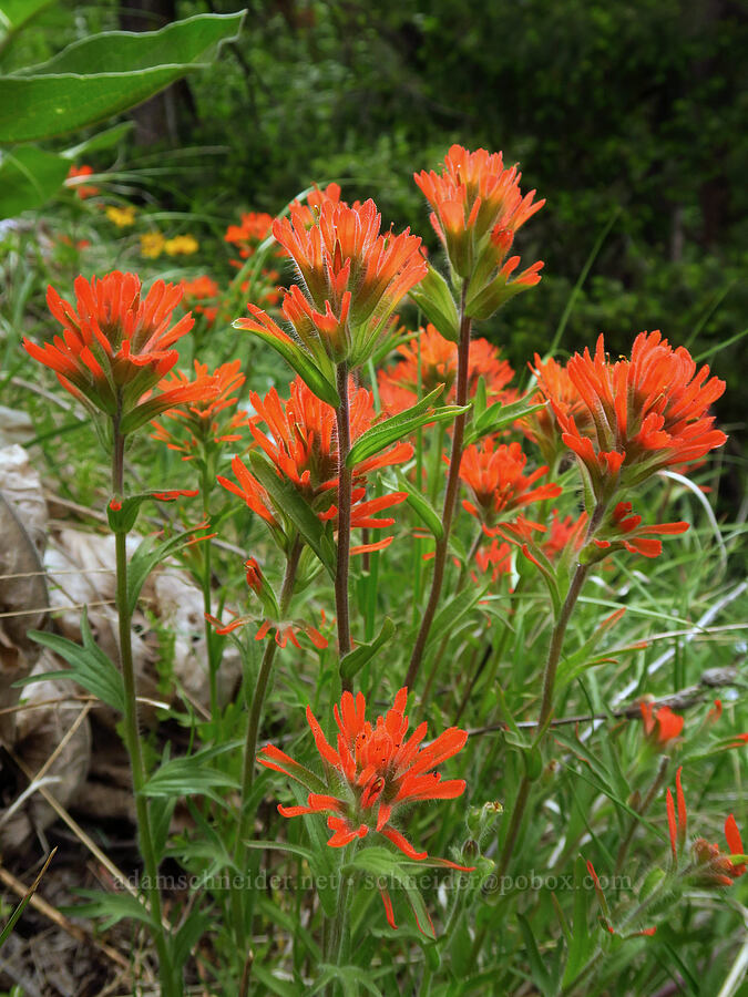 harsh paintbrush (Castilleja hispida) [Bear Canyon, Okanogan-Wenatchee National Forest, Yakima County, Washington]