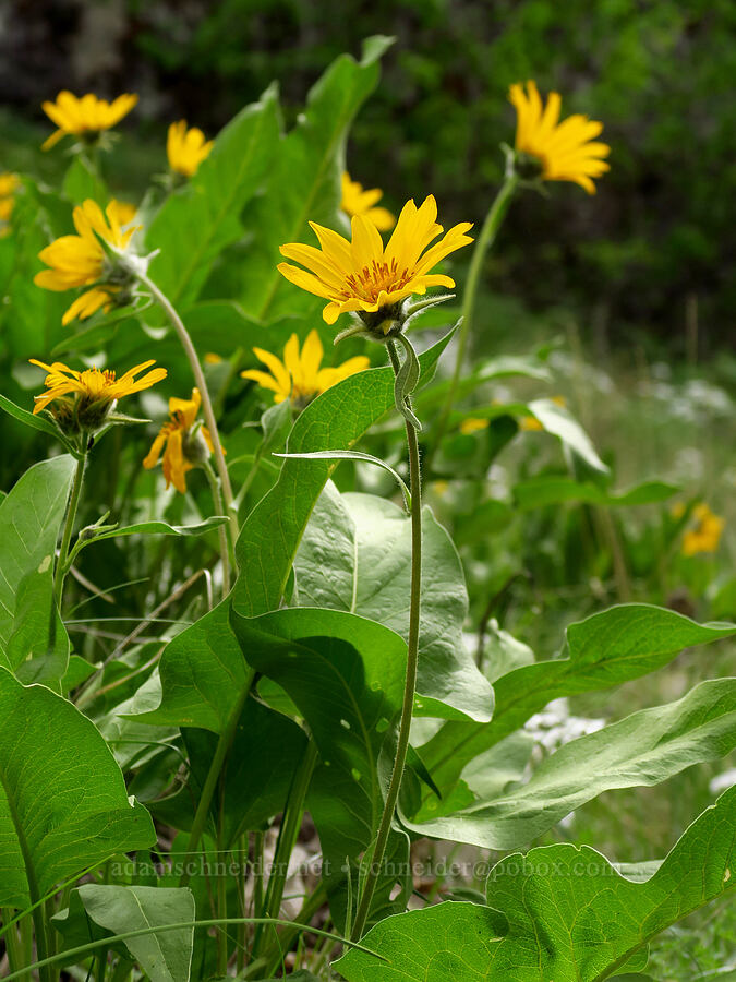 balsamroot (Balsamorhiza sp.) [Bear Canyon, Okanogan-Wenatchee National Forest, Yakima County, Washington]