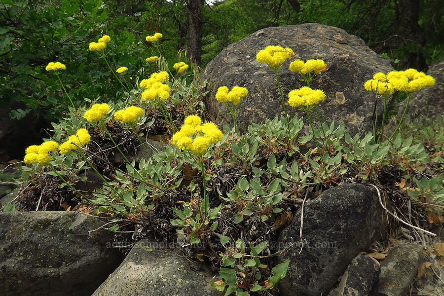 arrow-leaf buckwheat (Eriogonum compositum) [Bear Canyon, Oak Creek Wildlife Area, Yakima County, Washington]