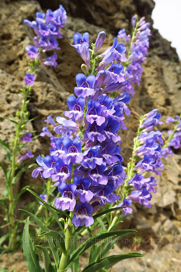 showy penstemon (Penstemon sp.) [U.S. Highway 12, Oak Creek Wildlife Area, Yakima County, Washington]