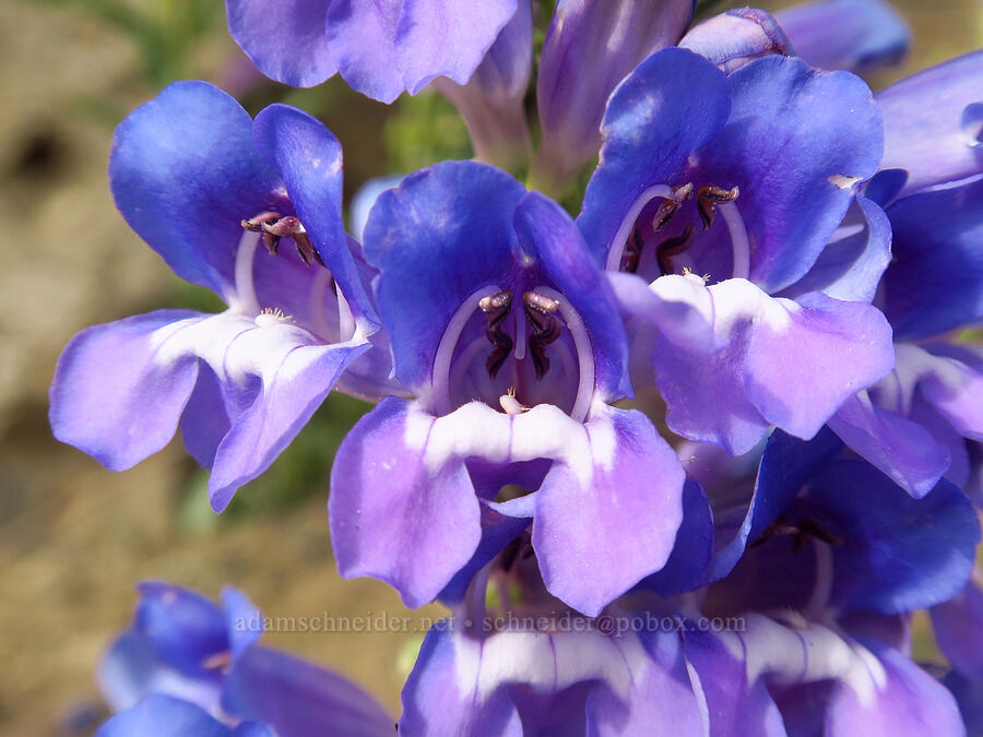 showy penstemon (Penstemon sp.) [U.S. Highway 12, Oak Creek Wildlife Area, Yakima County, Washington]