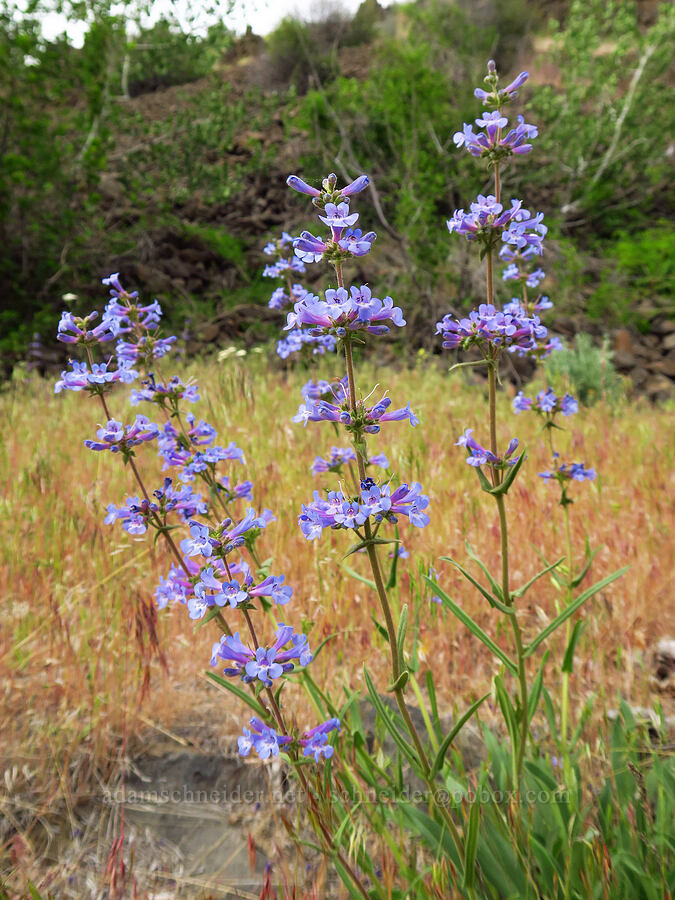 penstemon (Penstemon sp.) [Oak Creek Road, Oak Creek Wildlife Area, Yakima County, Washington]