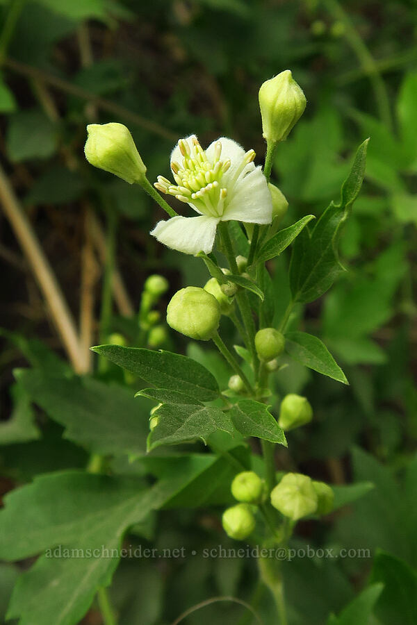 western clematis (Clematis ligusticifolia) [Oak Creek Road, Oak Creek Wildlife Area, Yakima County, Washington]