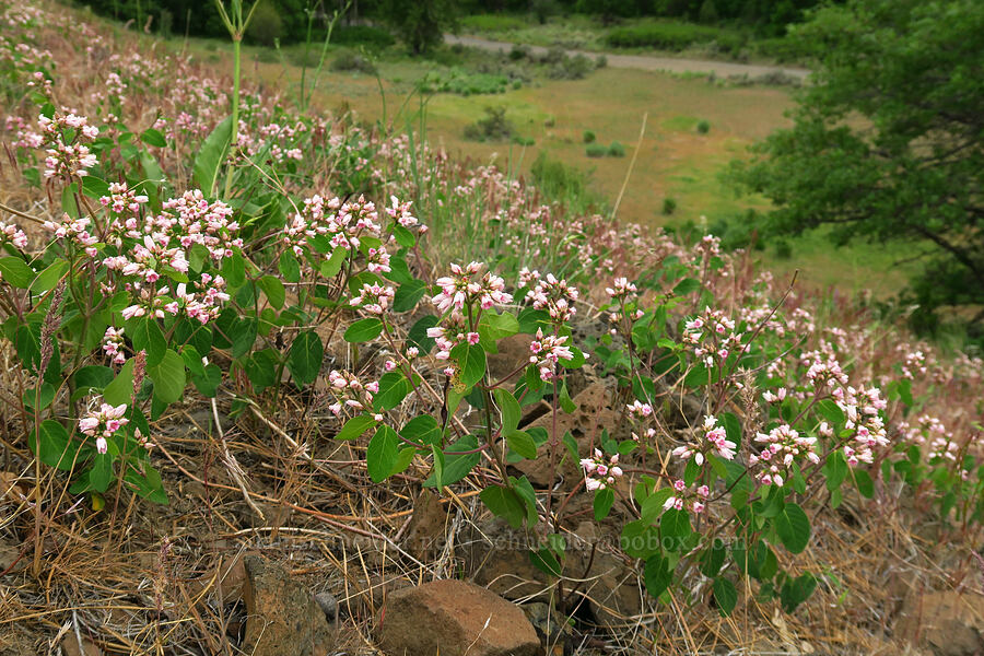 spreading dogbane (Apocynum androsaemifolium) [Pine Tree Canyon, Oak Creek Wildlife Area, Yakima County, Washington]