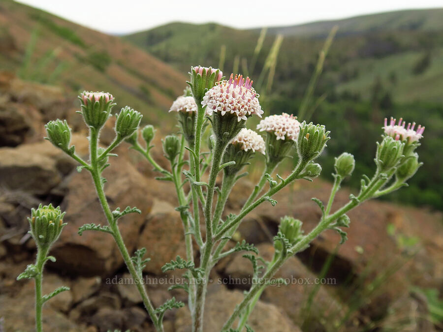 Douglas' pincushion (Chaenactis douglasii) [Pine Tree Canyon, Oak Creek Wildlife Area, Yakima County, Washington]