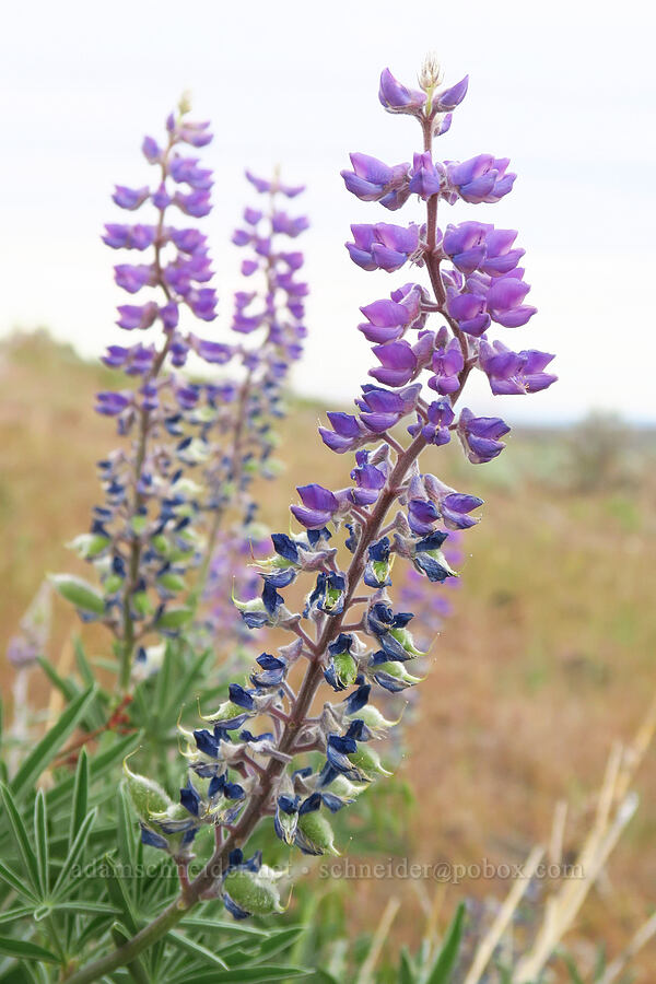 spurred lupines (Lupinus arbustus) [between Pine Tree & Clint Canyons, Oak Creek Wildlife Area, Yakima County, Washington]