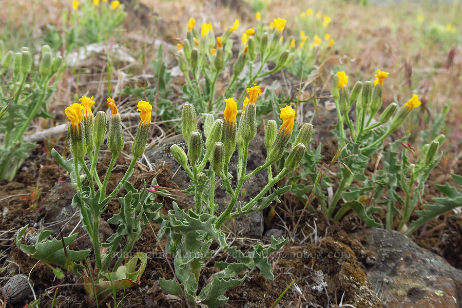 Modoc hawksbeard (Crepis modocensis) [between Pine Tree & Clint Canyons, Oak Creek Wildlife Area, Yakima County, Washington]