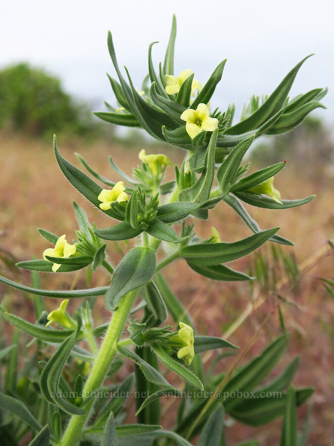Columbia puccoon (Lithospermum ruderale) [between Pine Tree & Clint Canyons, Oak Creek Wildlife Area, Yakima County, Washington]