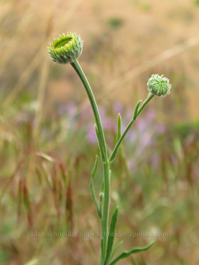 thread-leaf fleabane, budding (Erigeron filifolius) [Clint Canyon, Oak Creek Wildlife Area, Yakima County, Washington]